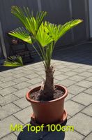 Schöne Palme (Seltenheit)