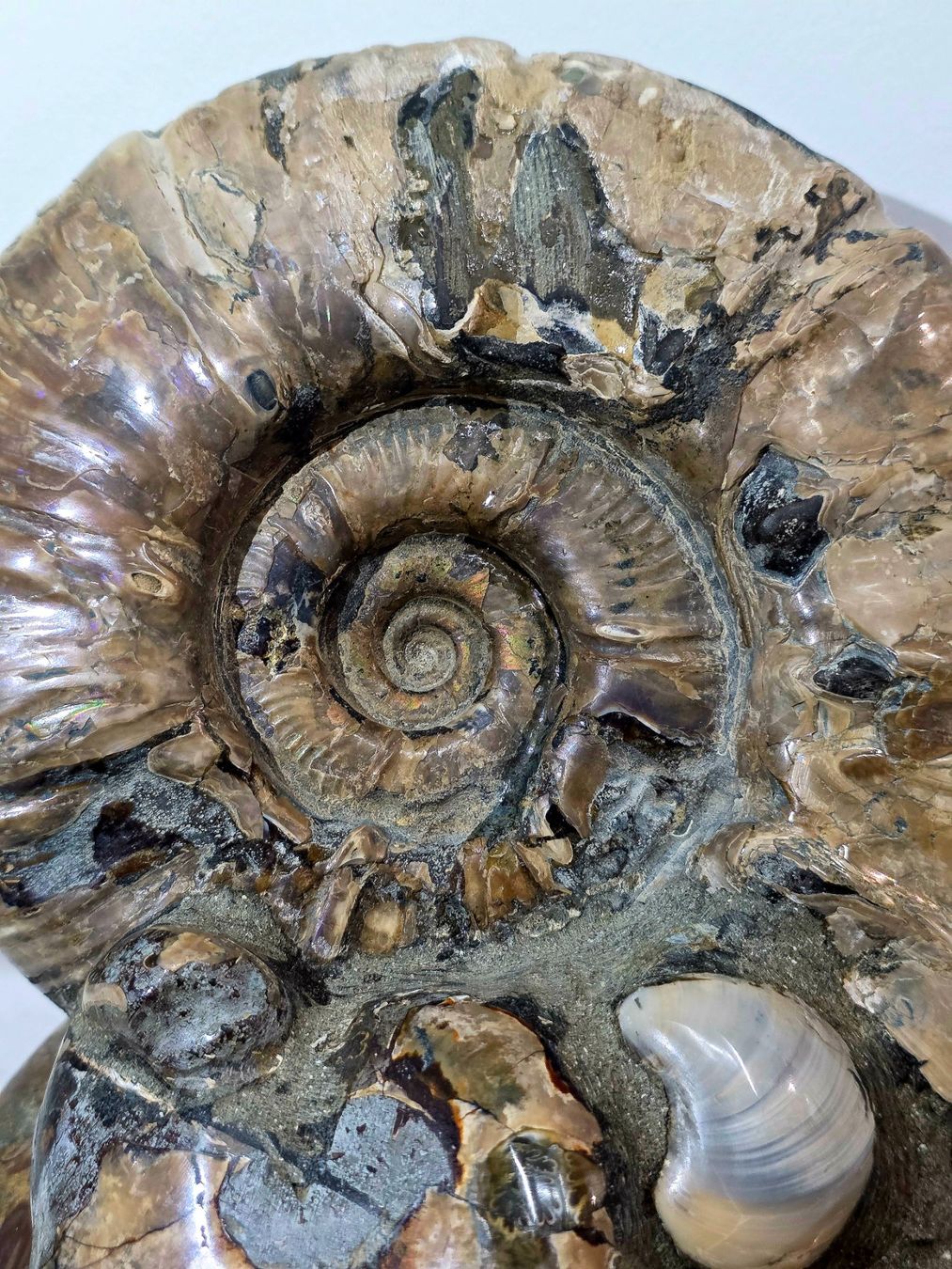 Fossilien: Wunderbare Ammoniten Ansammlung 5.42kg – Neu und originalverpackt aus Matzingen von Shay_Crystalz 1