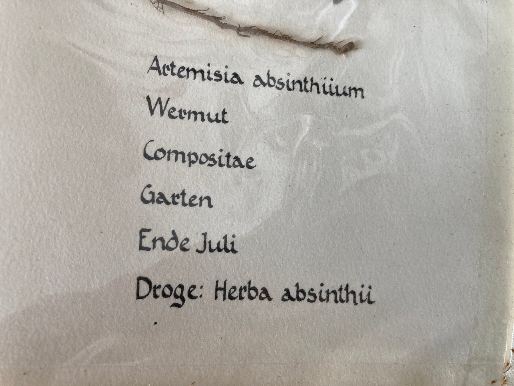 Libri: Botanisches Herbarium mit Heilpflanzen – Usato da Horgen venduto da Goros 1