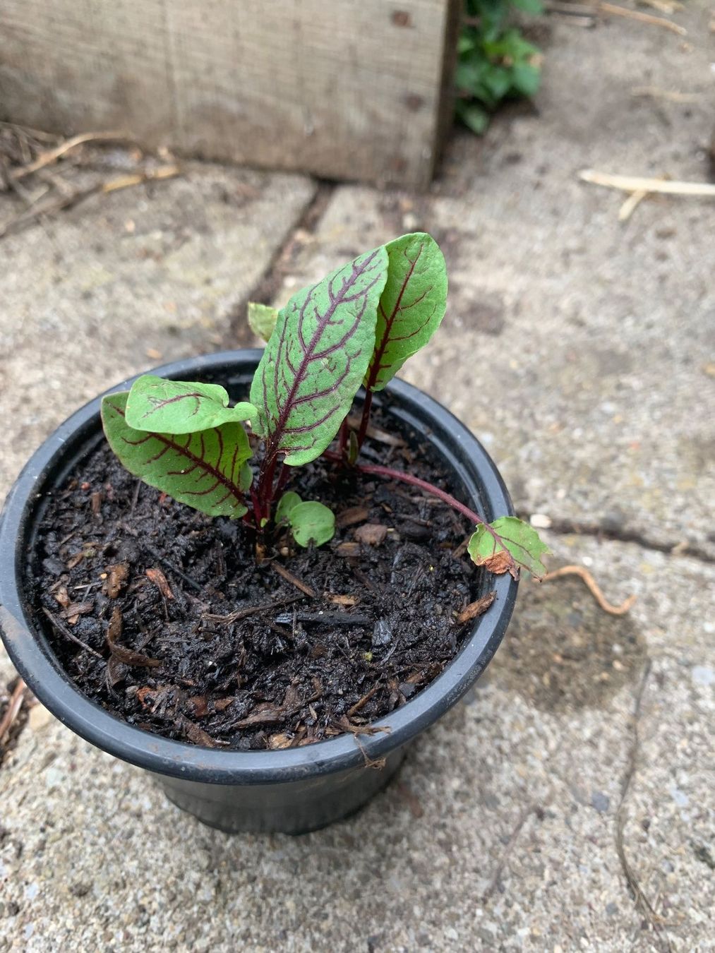 Plantes & graines: Blut-Sauerampfer/ Pflanze – Neuf (Voir description) à Hinteregg par ERFOLG78