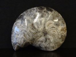 Versteinerter Fisch Fossil GONIATIT MAROKKO