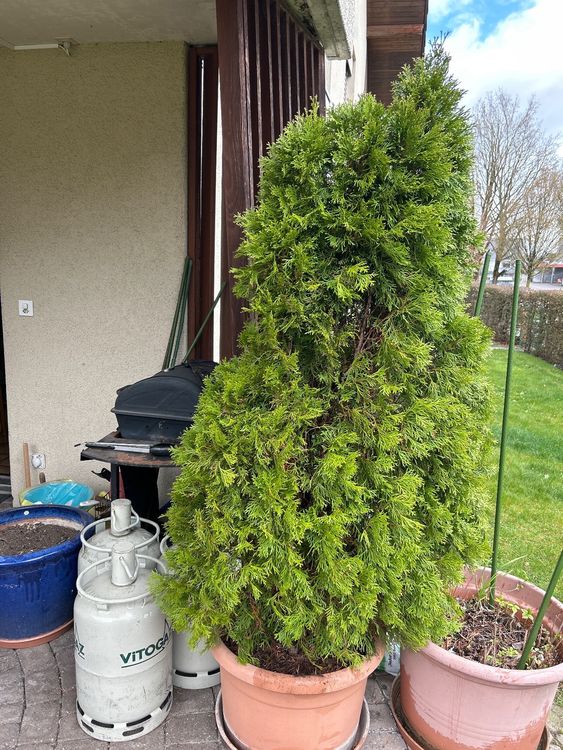 Thuja 180 cm ohne Topf Kaufen auf Ricardo
