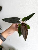 Anthurium Mr. Worldwide X Zara × (Michelle × Zara) #6