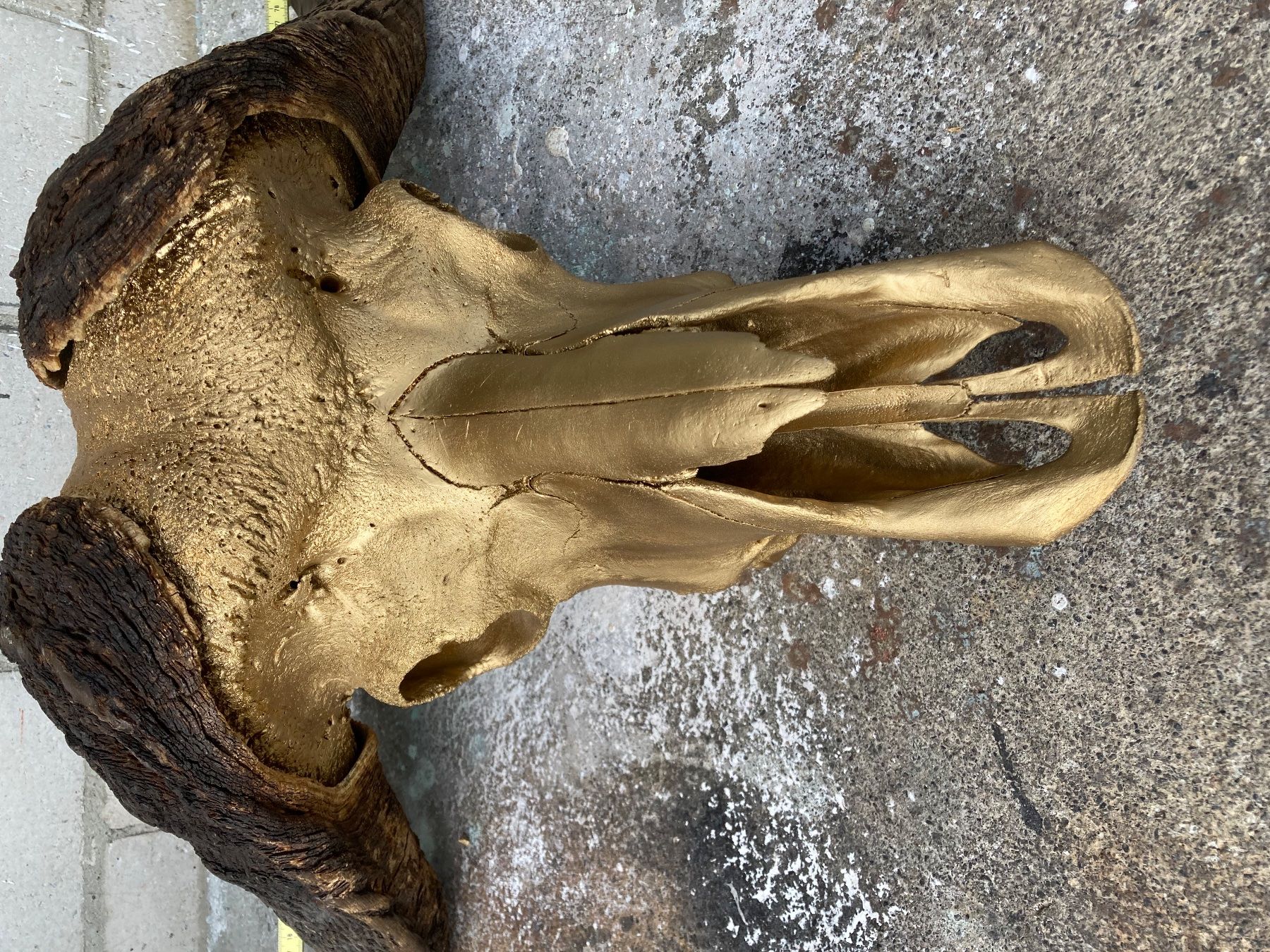 Il mondo degli animali: Kaffernbüffel Trophäe 2 – Usato da Grosswangen venduto da arum01 3