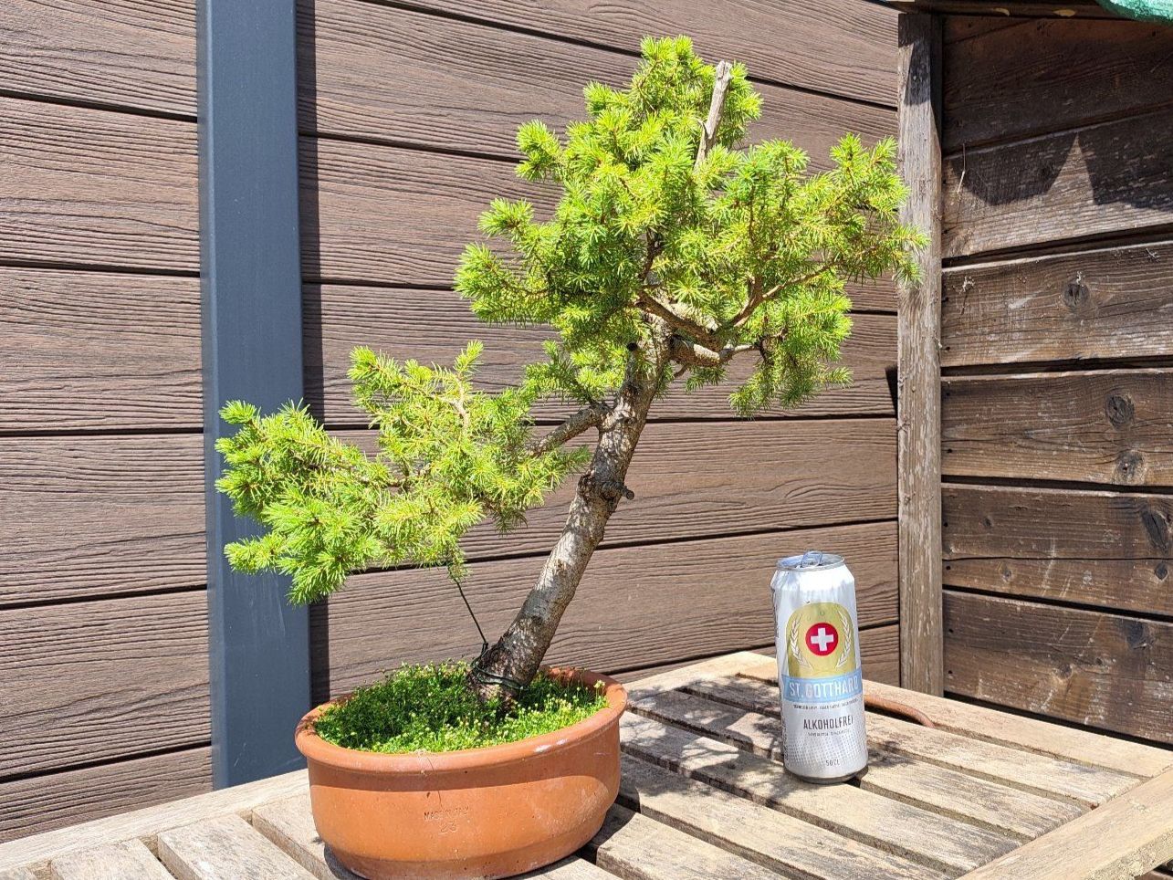 Piante & sementi: Bonsai Rohling Fichte – Usato da Oberwil BL venduto da suaku 3