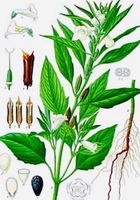 Ab 5.- fr 10 Sesamsamen 🌱 10 Sesame GRAINES