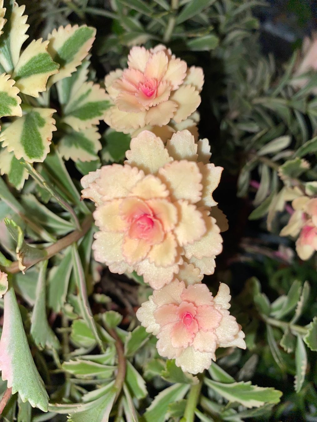 Piante & sementi: Fettblatt - Sedum takesimense "Atlantis" variegata – Nuovo (secondo la descrizione) da Winterthur venduto da Aniger 9