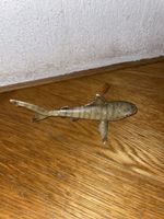 Schleich Tigerhai 14555