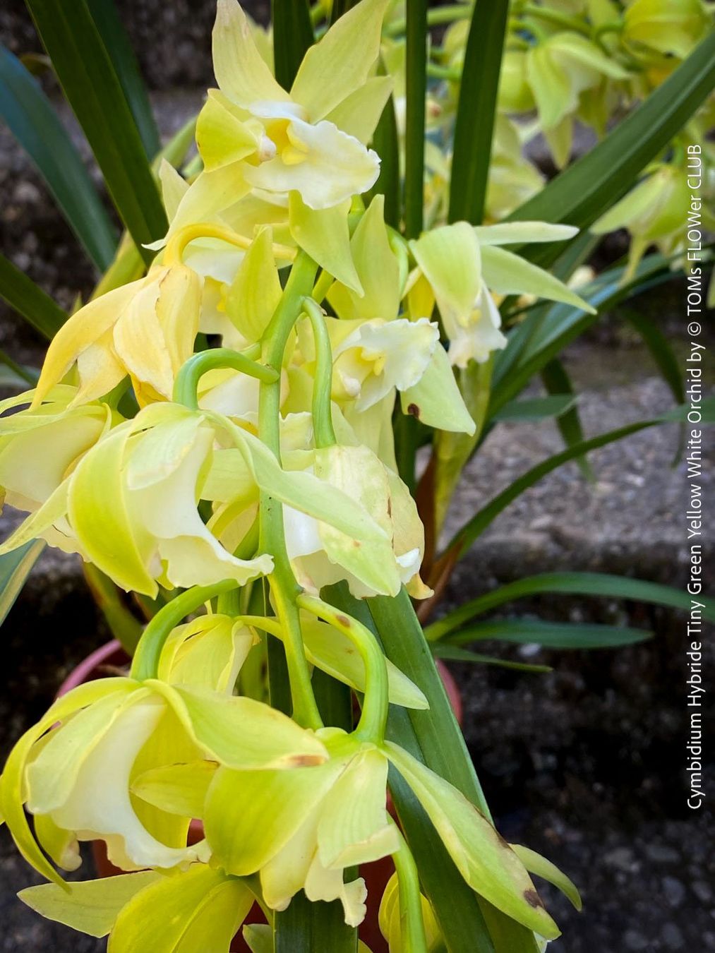 Piante & sementi: Cymbidium Hybride Tiny Green-Yellow-White Orchidee – Nuovo e nell'imballaggio originale da Adliswil venduto da astom369 3