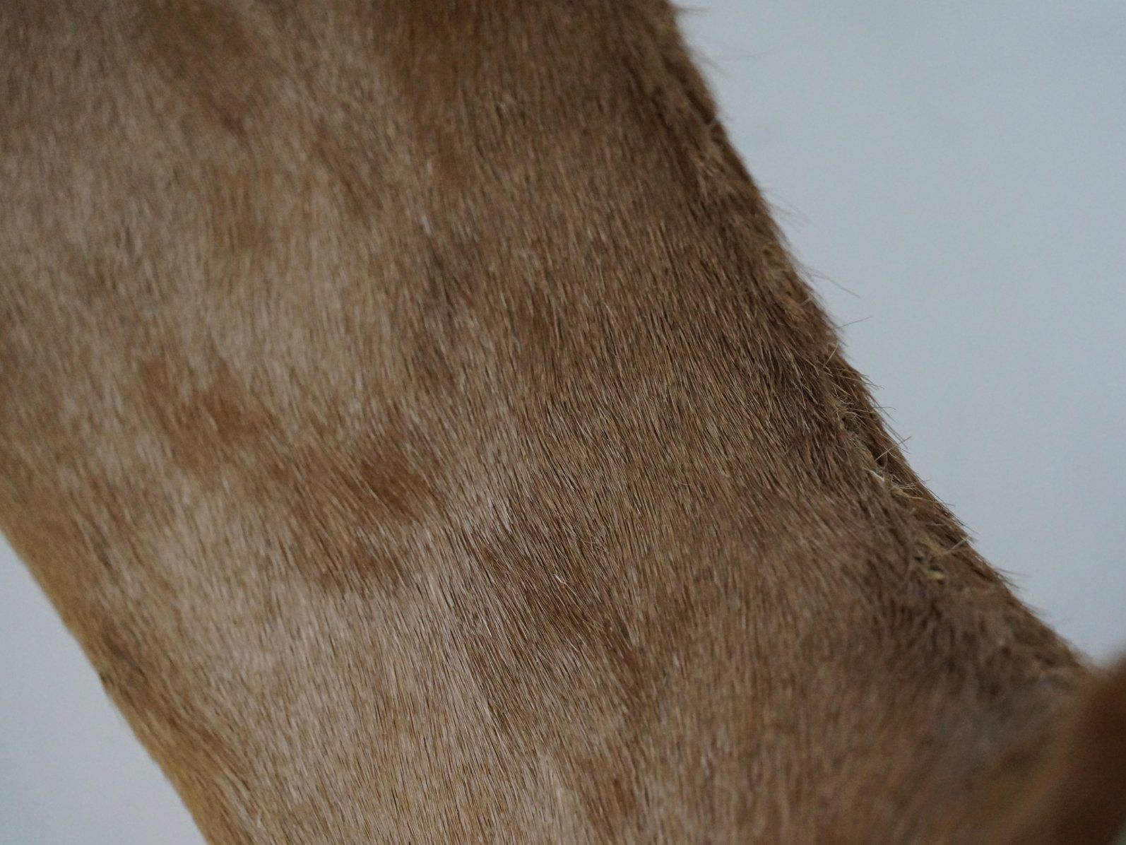 Il mondo degli animali: Giraffenantilope Jagdtrophäe – Usato da Rüti ZH venduto da Restwert_Rueti_ZH 7