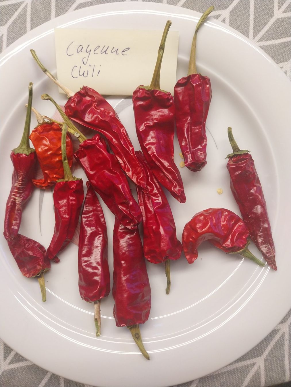 Piante & sementi: Cayenne-Chili (Cayennepfeffer) 10 Samen – Usato da Schwaderloch venduto da bademeister79 2