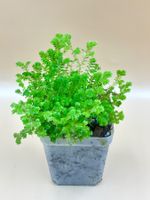 Moosfarn (Selaginella martensii) - Terrariumpflanze