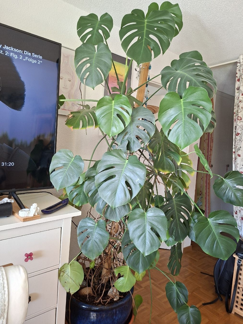 Piante & sementi: Monstera Zimmerpflanze – Usato da Köniz venduto da may_22vq