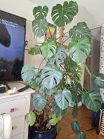 Monstera Zimmerpflanze