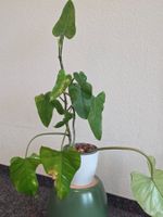 🔥 Ab CHF 1 - Philodendron Domesticum x2 Pflanzen 🔥