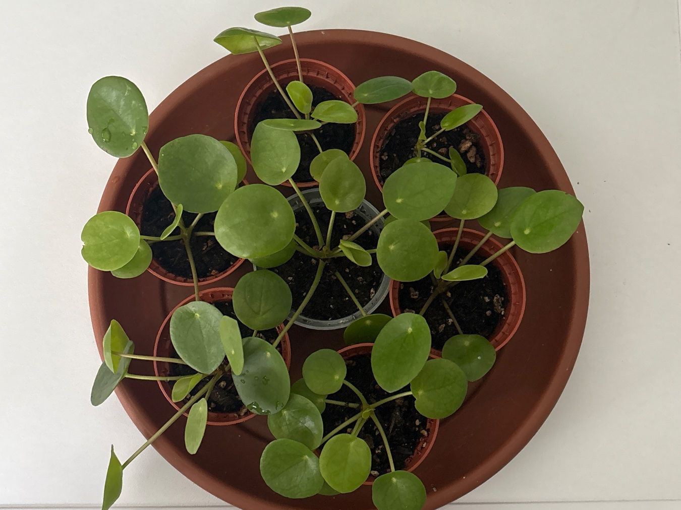 Pflanzen & Samen: Pilea Pflänzchen im Plastiktopf – Gebraucht aus Lyss von jba_s2my