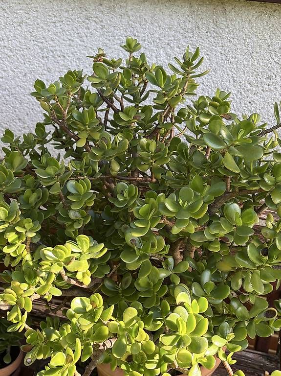 Pflanzen & Samen: Wunderschöner Geldbaum  – Neu und originalverpackt aus Oberdiessbach von ahoj1 3