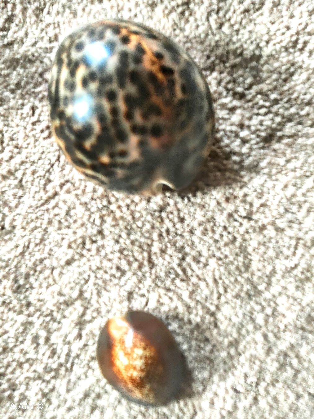 Tutte le decorazioni: MUSCHELN - DIVERS - 9 STÜCK !!! – Nuovo (secondo la descrizione) da DEGERSHEIM venduto da LACHSSTATION 3