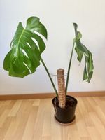 Monstera deliciosa – ca. 70 cm, gut bewurzelt 🌿