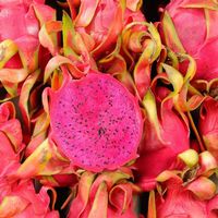 Pitaya fruit du dragon ROYAL RED  25g  (Autofertile)