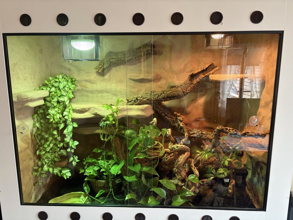 Terrario: Terrarium – Usato da Latterbach venduto da Bbutz98