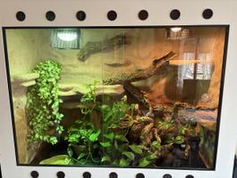 Terrarium