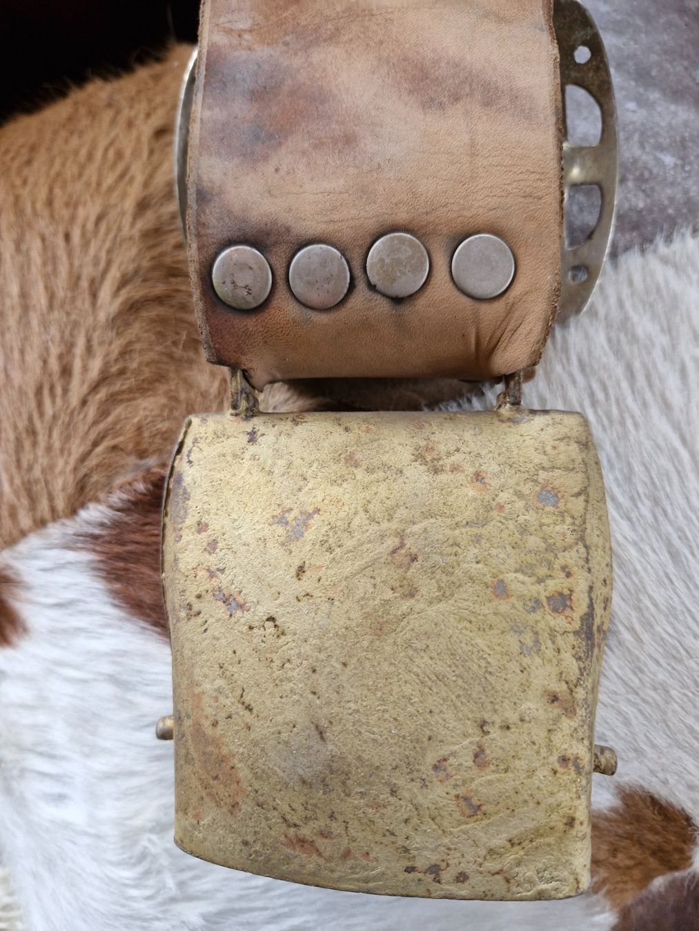 Campanacci mucche: Treichel Glocke – Usato da Guarda venduto da rue_bpd7 1