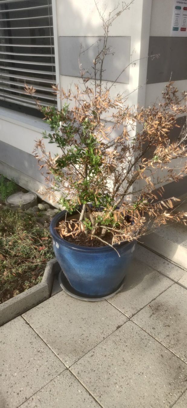 Plantes & graines: Lot de 2 oliviers avec pots – D'occasion à ETOY par pvi_n82v 1