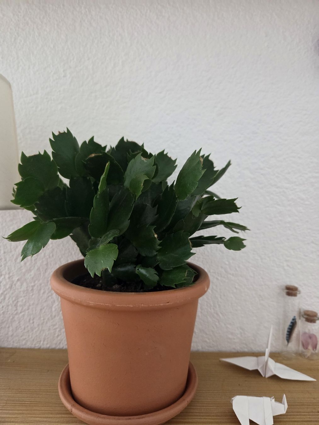 Pflanzen & Samen: Kleine Zimmerpflanze - Weihnachtskaktus 💚🌸 – Gebraucht aus Basel von fecgiulia 2