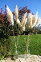set 11 Pampasgras trockenblumen neu lot 11 herbe de la pampa