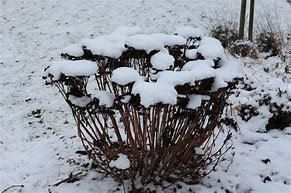 Piante & sementi: Sedum Matrona Fette Henne – Nuovo (secondo la descrizione) da Ibach venduto da chaemilochhobbygarte 2