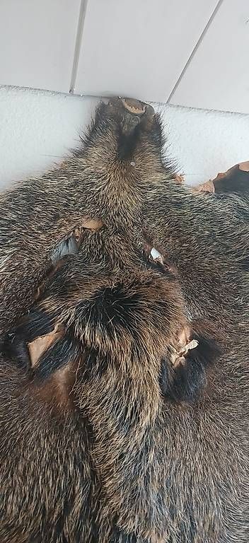 Monde des animaux: Wildschweinfell – D'occasion à Humlikon par kes_k6dl 1