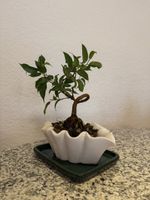 Kleiner Ficus Bonsai perfekt für drinnen