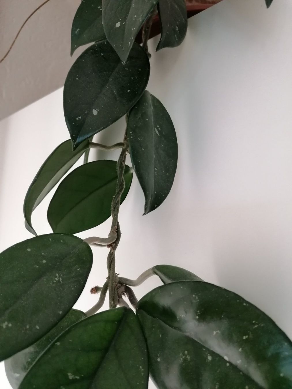 Plantes & graines: Plante Hoya Carnosa +58 cm – Neuf (Voir description) à Le Mont-Pèlerin par dundun1 3
