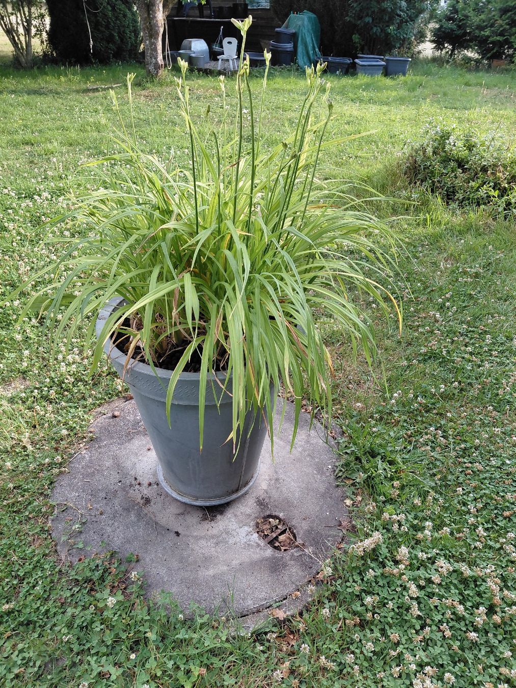 Piante & sementi: Gartenpflanzen diverse 10 stk – Usato da zuchwil venduto da parson65 2