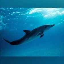 Profile image of Dauphin68