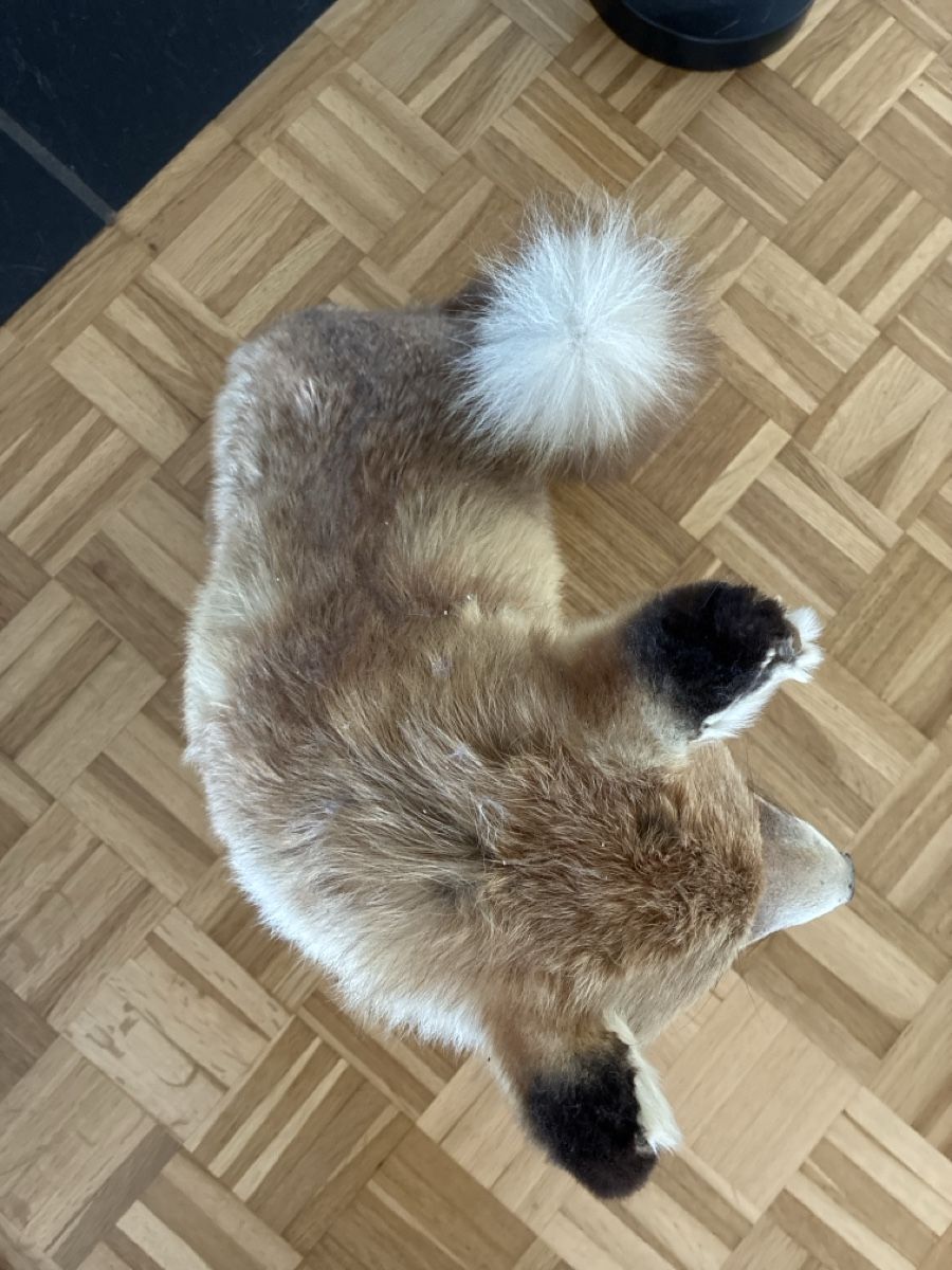 Monde des animaux: Fuchs, ausgestopft – D'occasion à Opfikon par Valentina2606 1