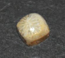 Cabochon L-9674 – Korallen Fossil Quadrat 5mm