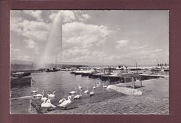 GENEVE - Jet d'eau et cygnes