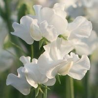 15 ROYAL FAMILY WHITE  Duftwicke Samen