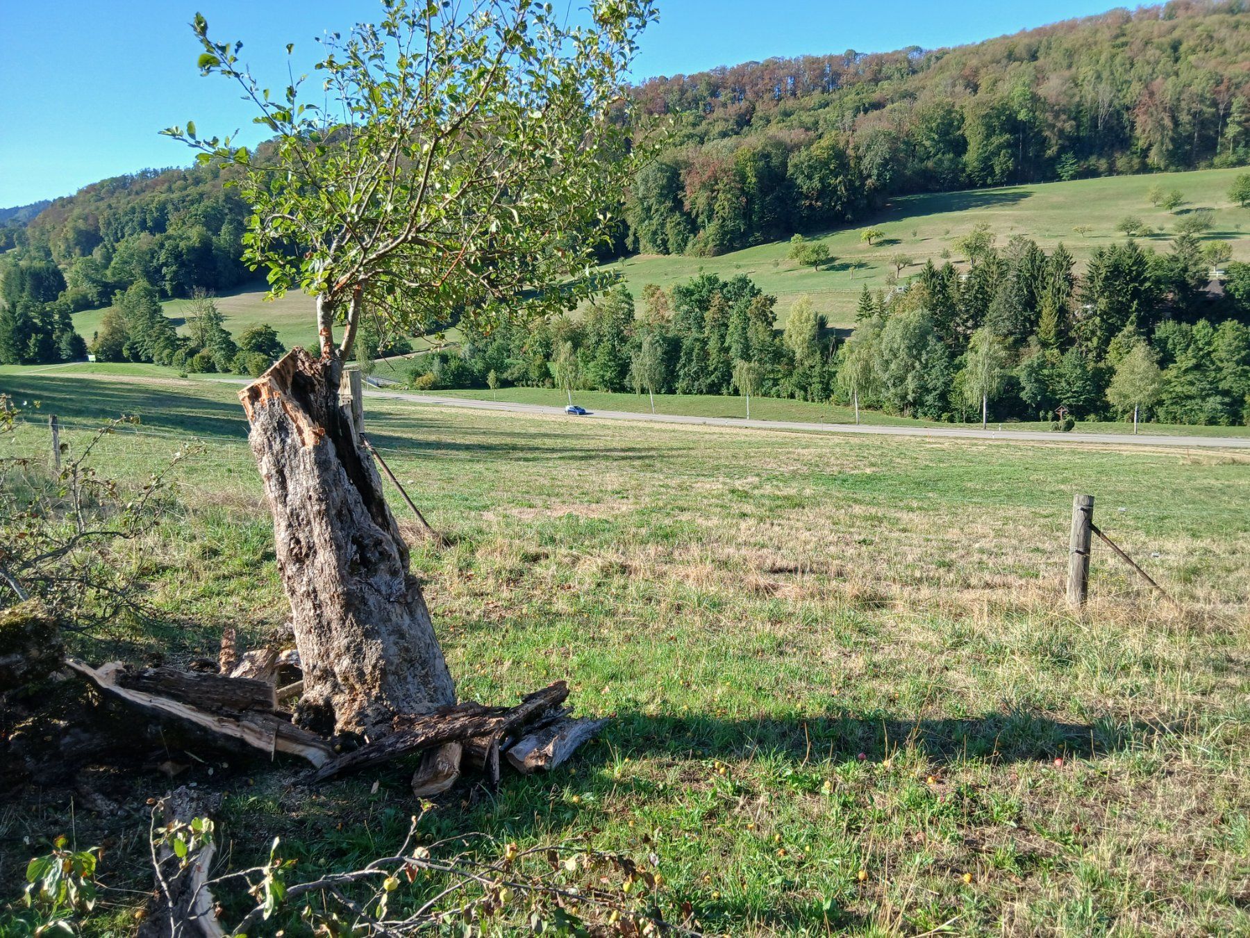 Articoli in legno: Apfelbaum Holz 100 jährig Stücke – Usato da Zuzgen venduto da Accelerando 3