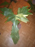 Philodendron Florida beauty X bobcee 9
