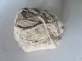 Versteinerungen schpeziel