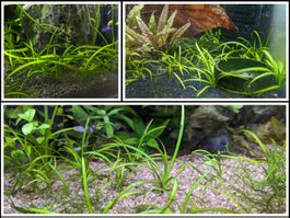 Sagittaria subulata (Flutendes Pfeilkraut)