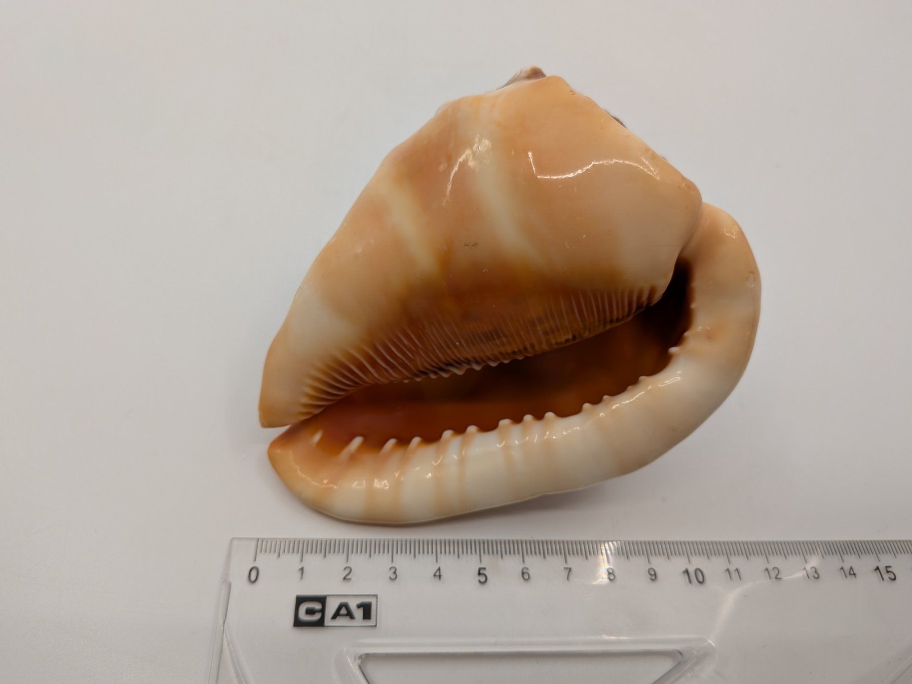 Fossili: Muschel mit Gemme Kamee – Usato da Emmen venduto da magelan 4