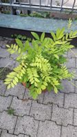 Blauregen, Wisterie, Wistarie, Glyzinie, Glyzine, 60 cm