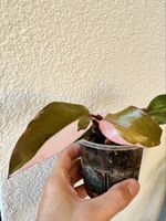 Philodendron Pink Princess– rooted, beautiful variegation 💕