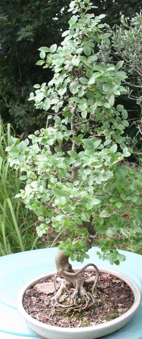 Piante & sementi: BONSAI  -  Chinesische Ulme – Usato da Gretzenbach venduto da Sikim 2