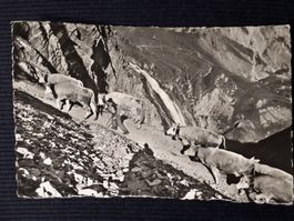 ADELBODEN 1953 - LANDWIRT MIT KÜHEN