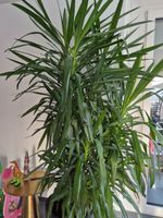Yucca Palme Zimmerpflanze, ca. 2.30 m gross, Top Zustand!